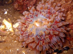 Søanemone