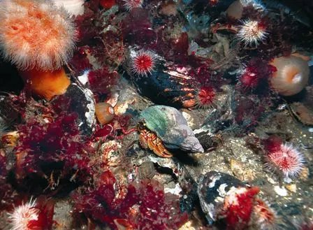 Reef animals