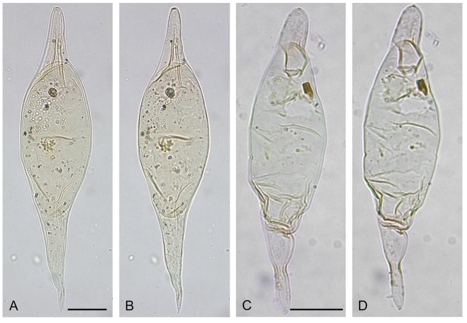 Svalbardella karenii sp. under mikroskop 