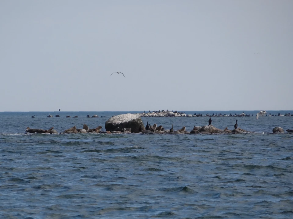 Bredestenen i vandet