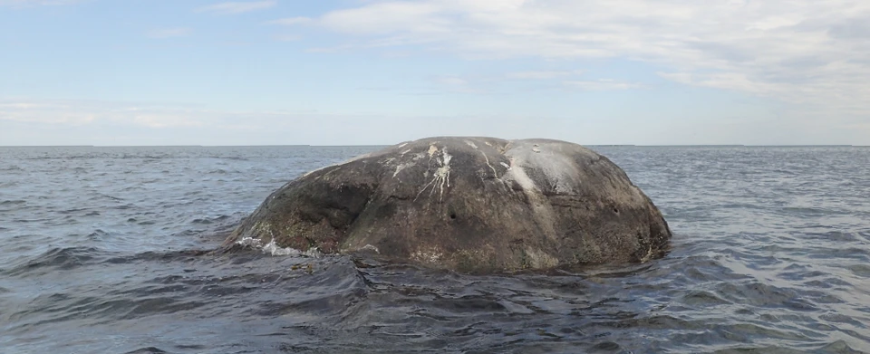Bredestenen i vandet