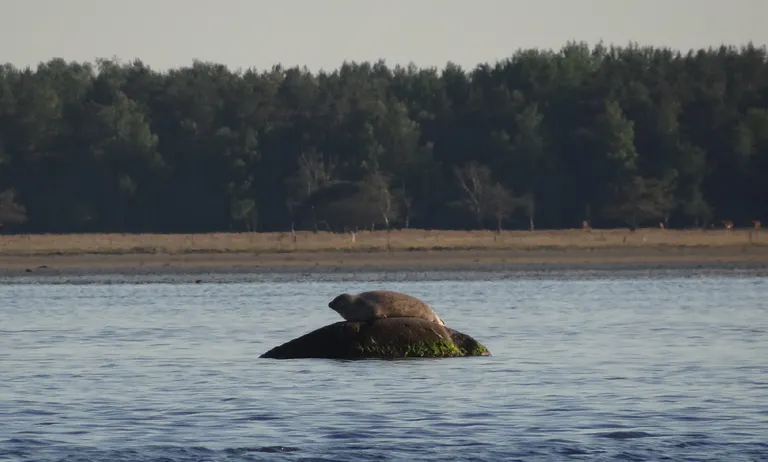 Lerstenen og en sæl