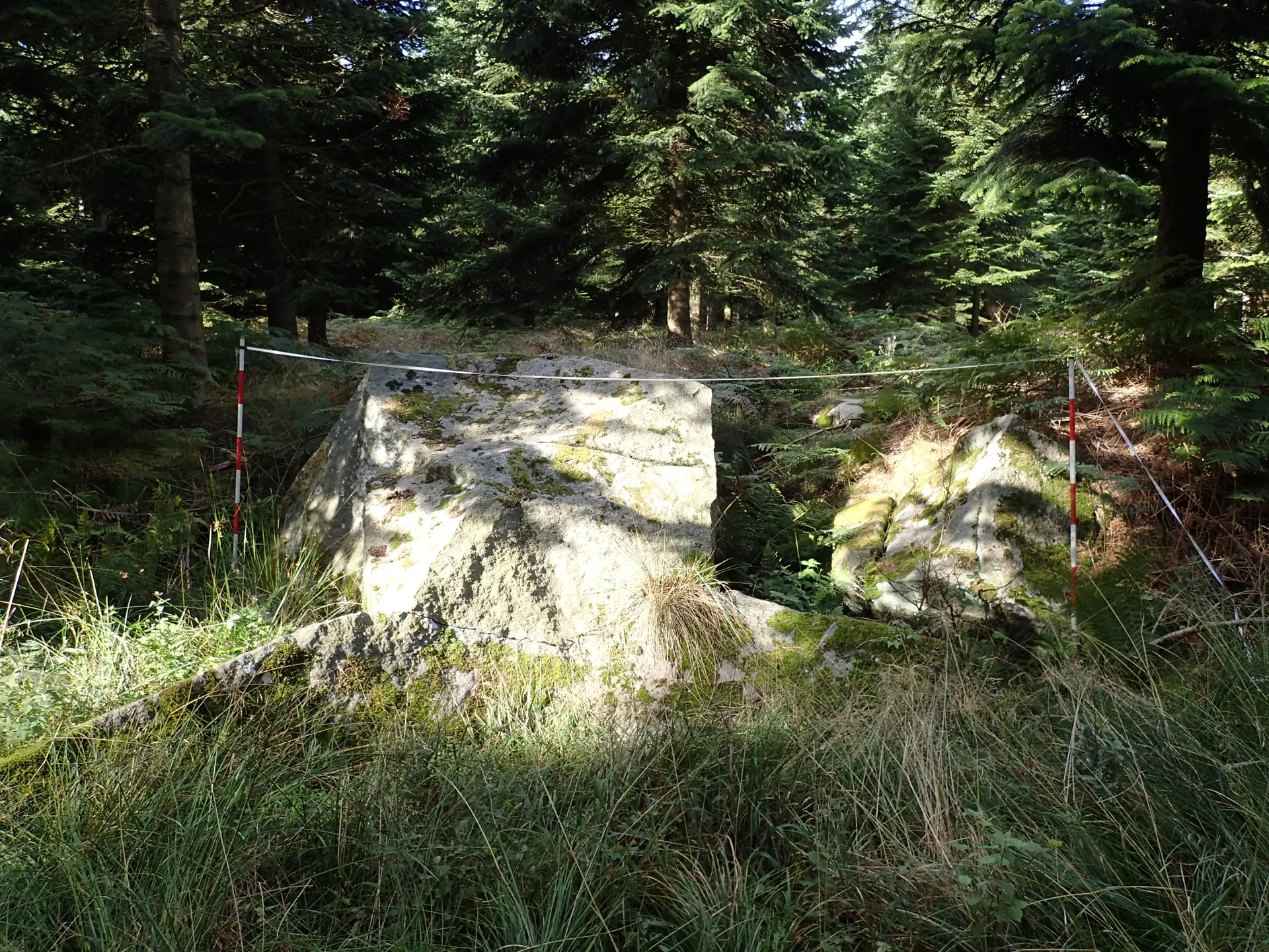 Kæmpesten Klosterskoven i skoven