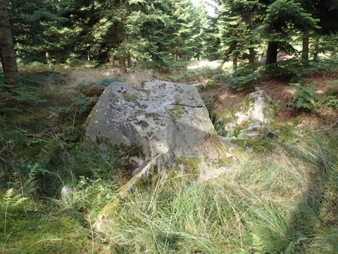 Kæmpesten Klosterskoven i skoven