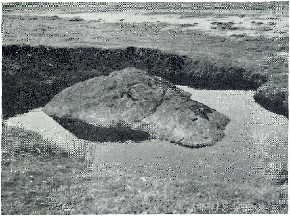 Janum Bikjøt i 1964