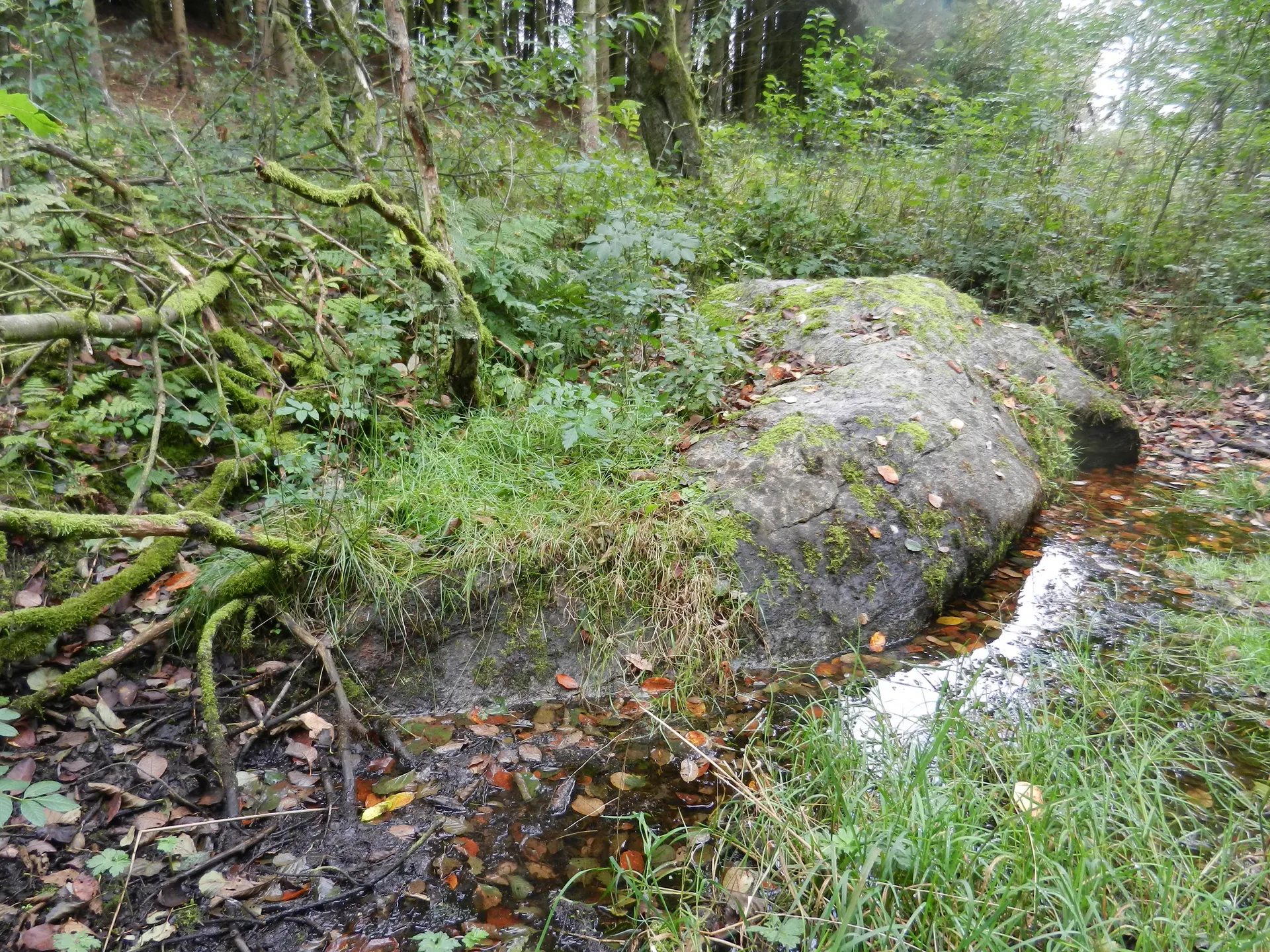 Janum Bikjøt krokodille lignende