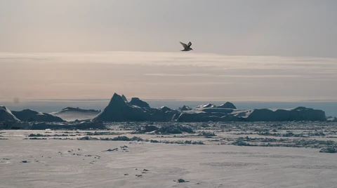 Bird flying over Greenland