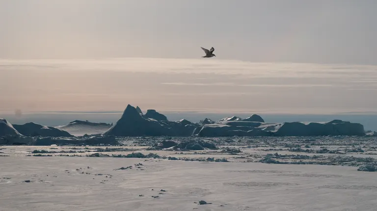Bird flying over Greenland