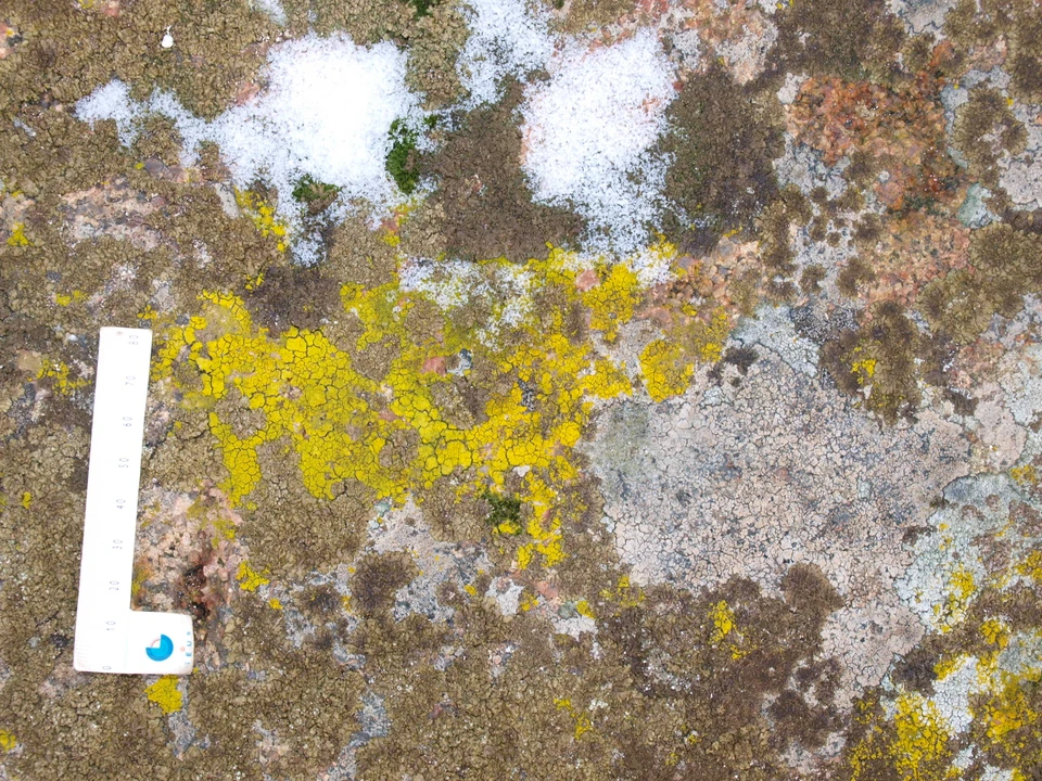 Laver og mosser på Dyrestenen