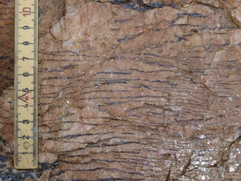 Ler fra Miocæn-tiden bag Skyumstenen