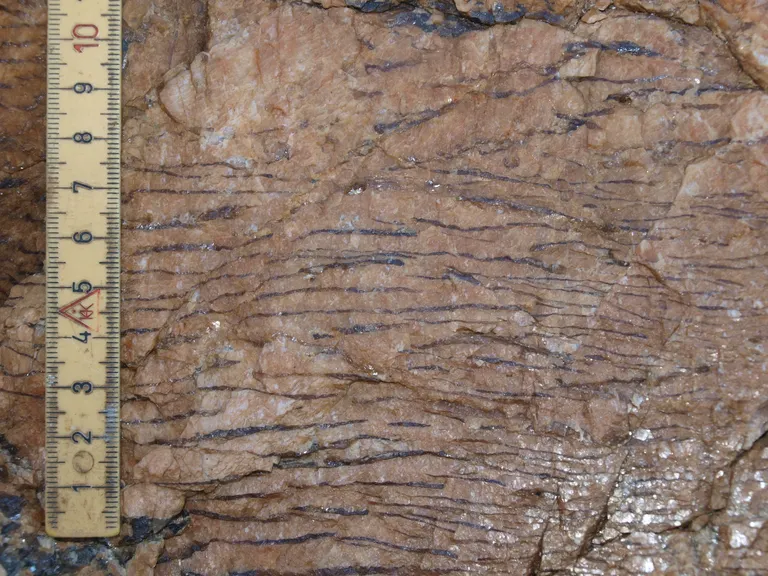 Ler fra Miocæn-tiden bag Skyumstenen