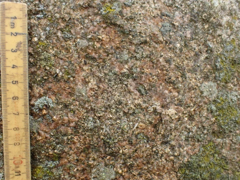 Laver og mosser på Havrum Søsten