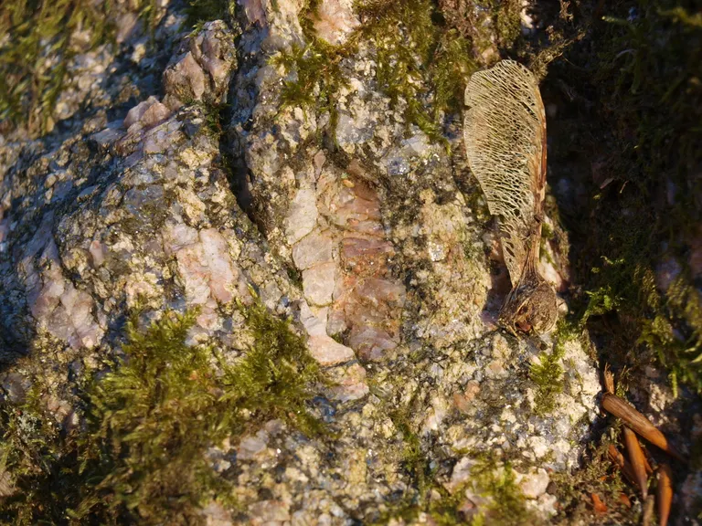 Feldspatkorn på Lereltestenen