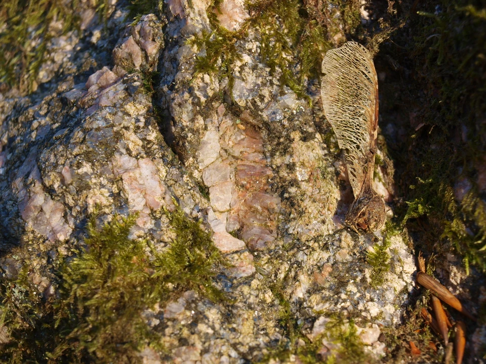 Feldspatkorn på Lereltestenen