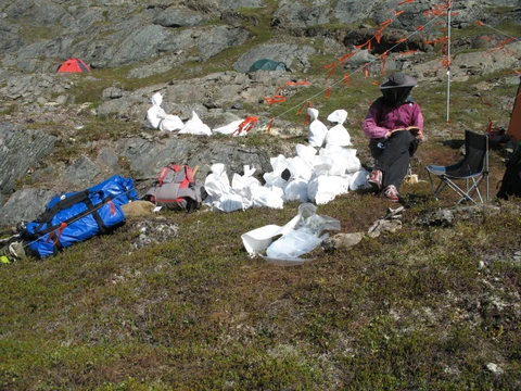 Feltarbejde i Sydgrønland