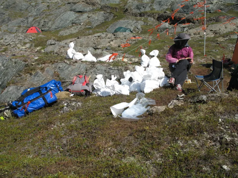 Feltarbejde i Sydgrønland