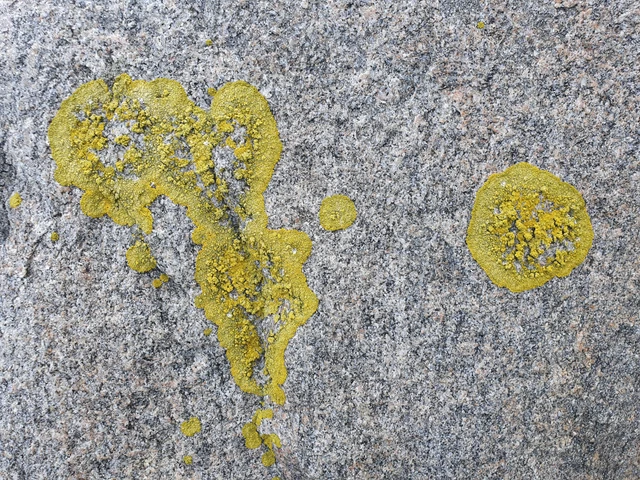 Gult lav på Højestenen