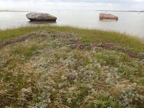 Øksestenen i baggrunden og vadegræs i forgrunden