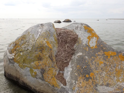 Rede plads på Kamelstenen