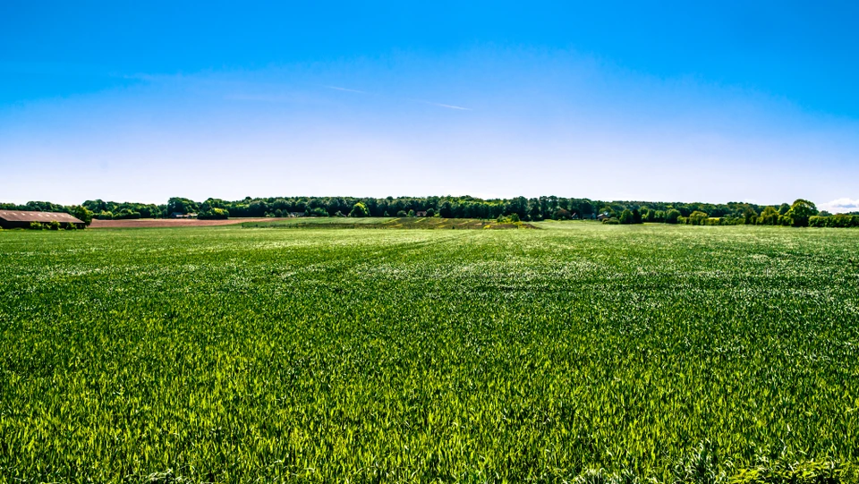 En grøn mark i Danmark. En række træer og blå himmel ses i baggrunden.