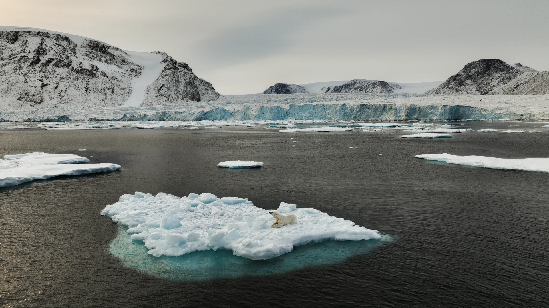 Polar bear on giant ice