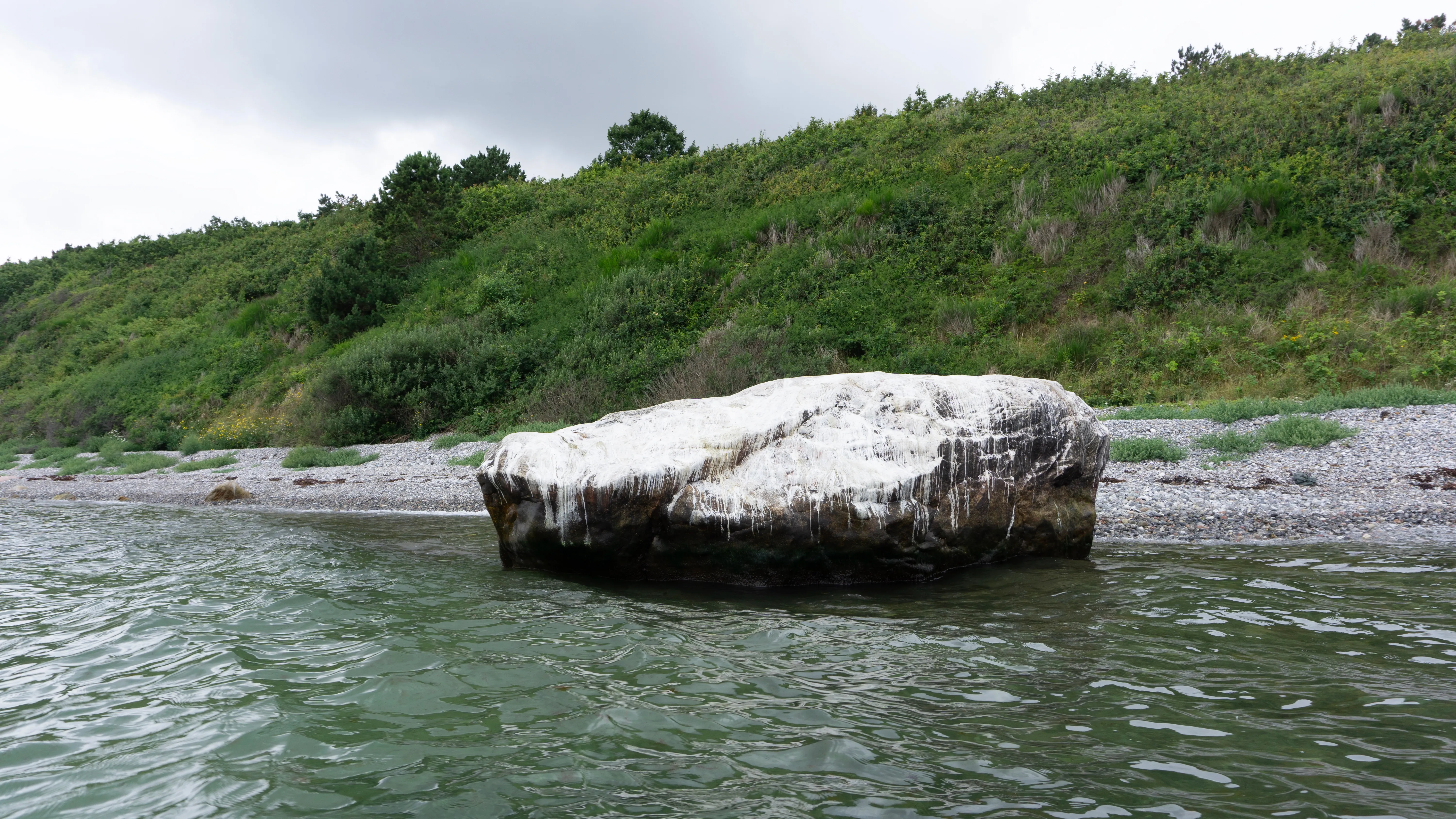 Skarv på Havknudestenen