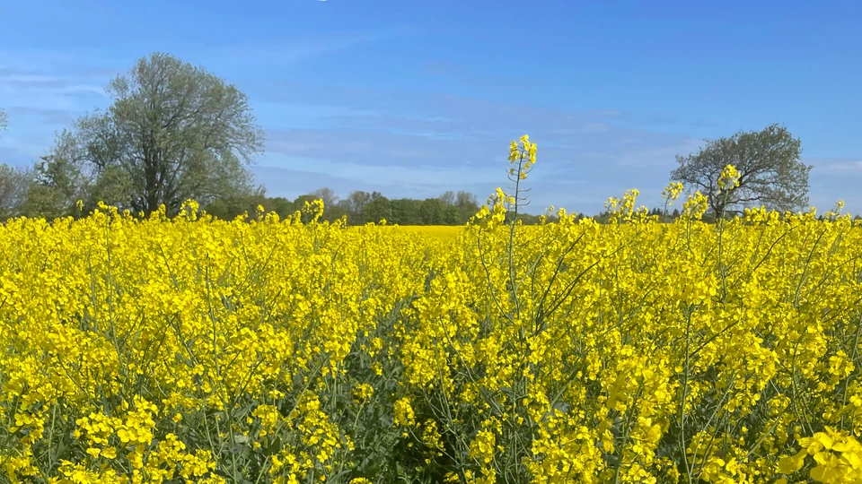 Mark med gule blomster