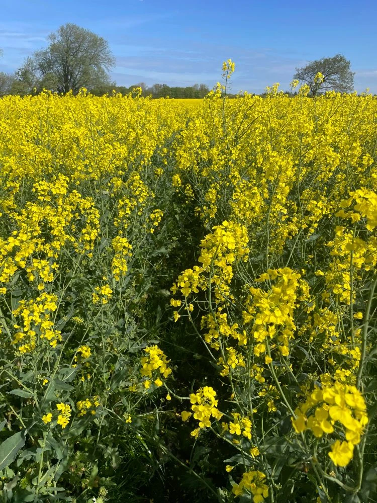 Mark med gule blomster