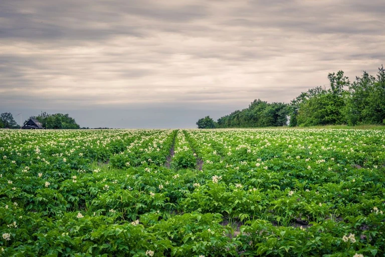 En kartoffelmark i blomst. Der er træer langs kanten og ovenfor er der overskyet.
