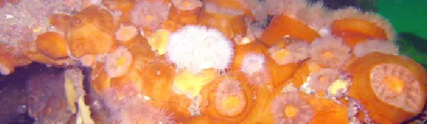 Sea anemones 