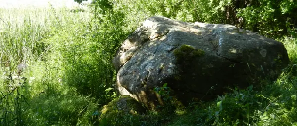 Store Blis til top billede