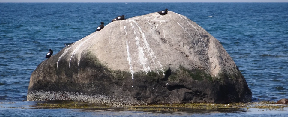 Blak med fugle på toppen