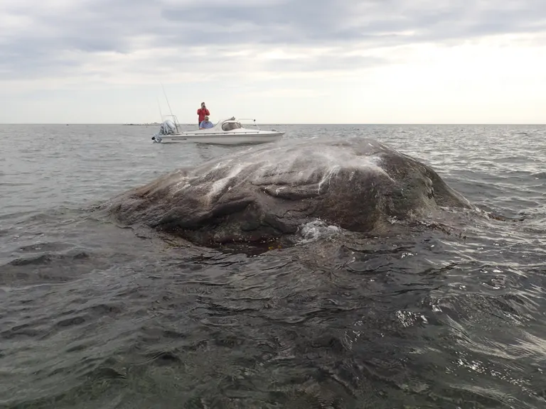 Bredestenen tættere på i vandet