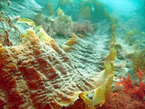 Laminaria saccharina