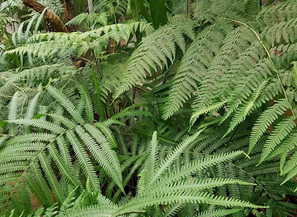 geus bregner mutationer trias