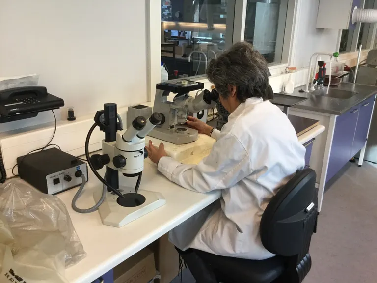 Grains are controlled by microscopes