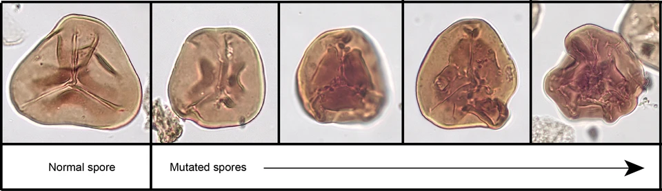 fern spores mutations