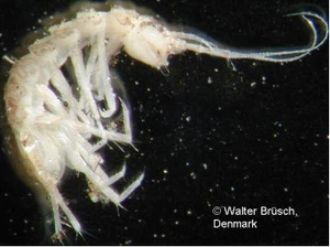 Et billede tæt på af asellus aquaticus