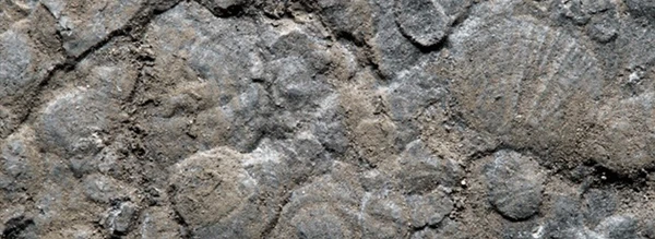 Fossiler