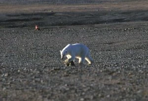 Fup og fakta om arktiske klimaændringer