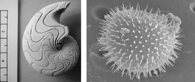 Fossiler af Nautil af slægten Paracymatoceras, Valanginien (Kridt) i Nordøstgrønland og Dinoflagellat-cyste af slægten Operculodinium, Neogen, Nordsøen