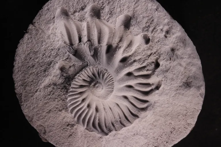 Ammonit af slægten Euhoplites, mellem Albien (Kridt), aftryk i konkretion, Nordgrønland