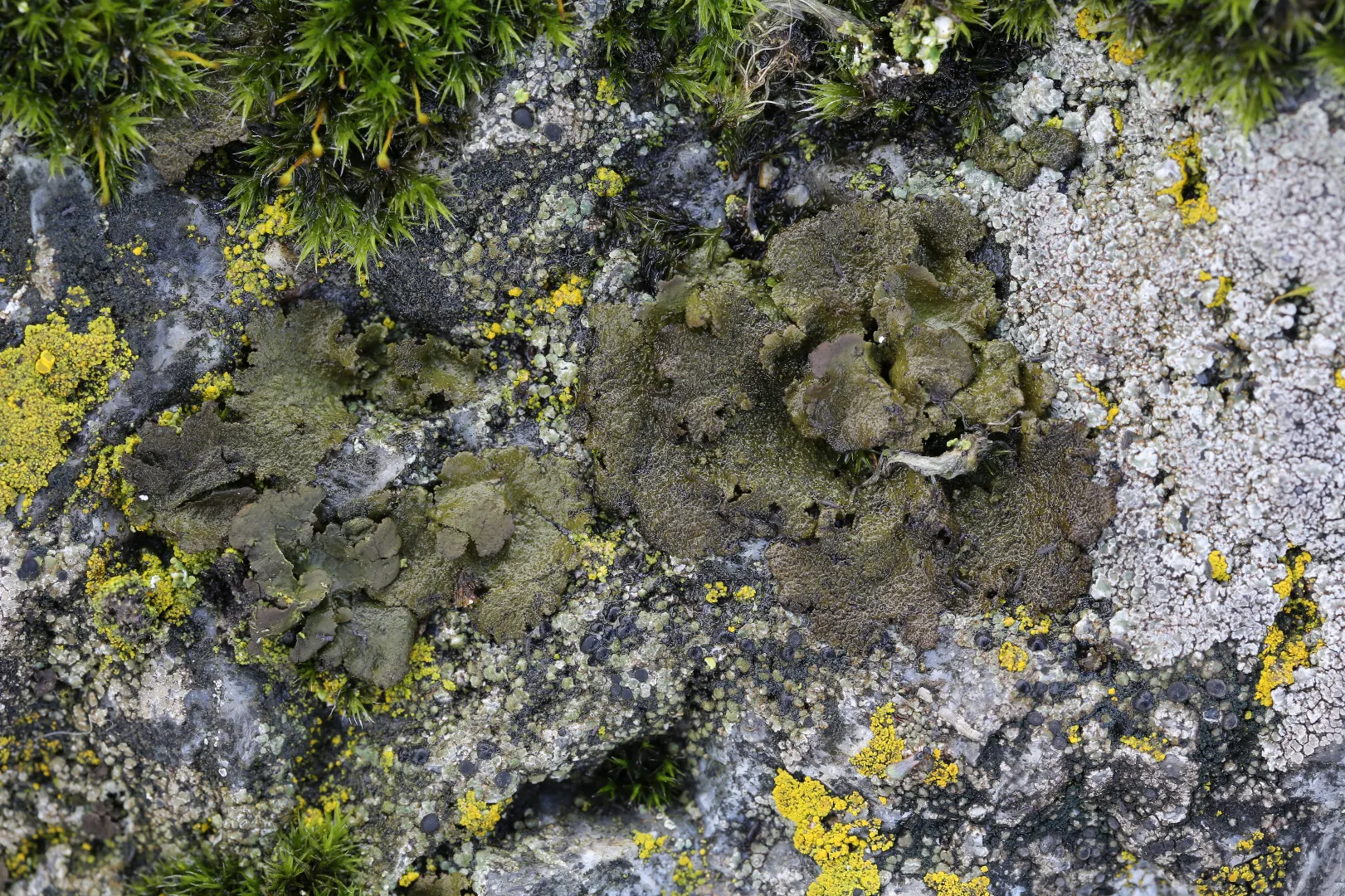 Lav på Mørupstenen