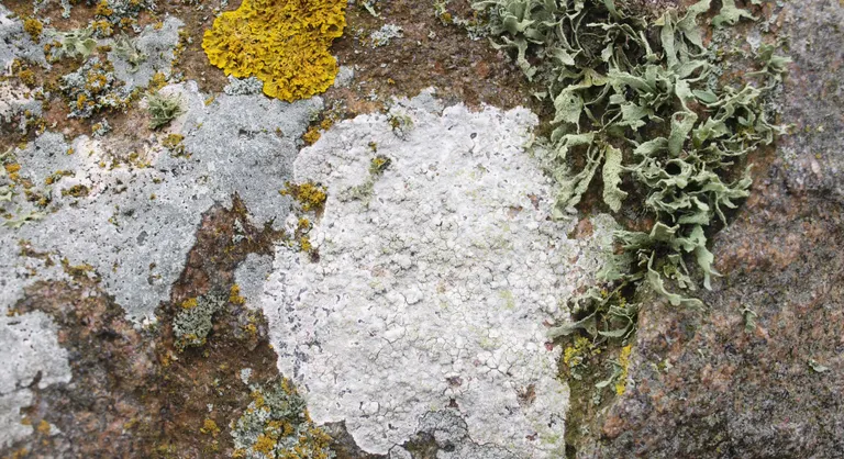 Odsstenen er begroet med laver i forskellig farve