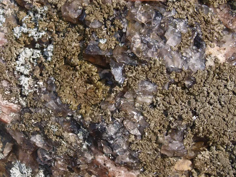 Havrum Søsten er begroet med forskellige laver