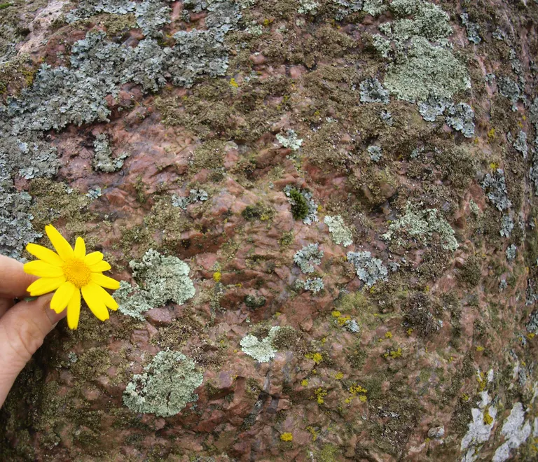 Djævlestenen Reerslev's bjergarten består hovedsagelig af kalifeldspat i centimeter store krystaller med spalteflader