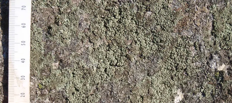 Vindumstenen er dækket af mos og laver