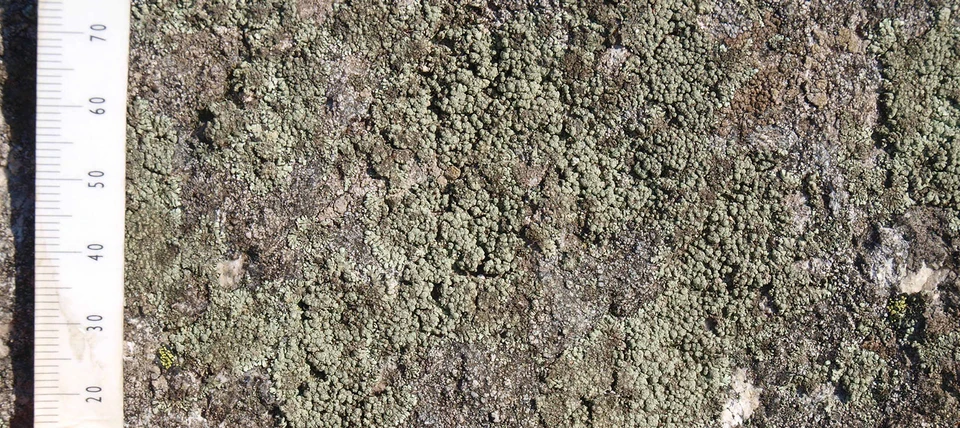 Vindumstenen er dækket af mos og laver