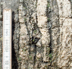 Topstenen kæmpesten - tæt på