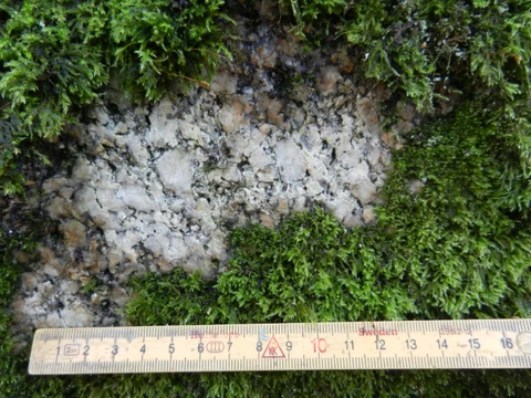 Troldestenen Grisbskov er overvokset af mosser.